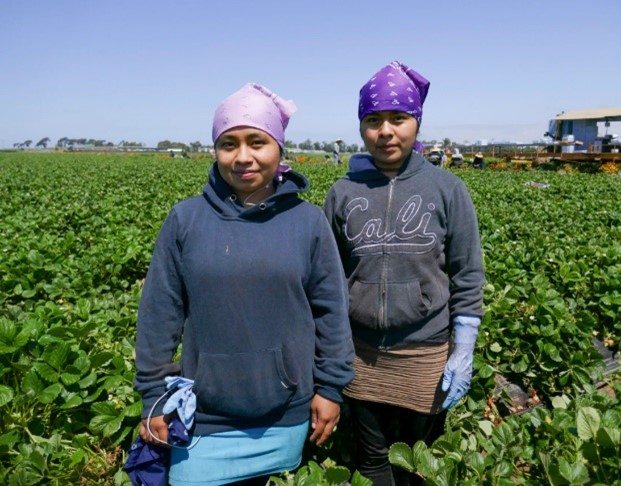 farmworkers in field